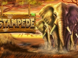 Stampede